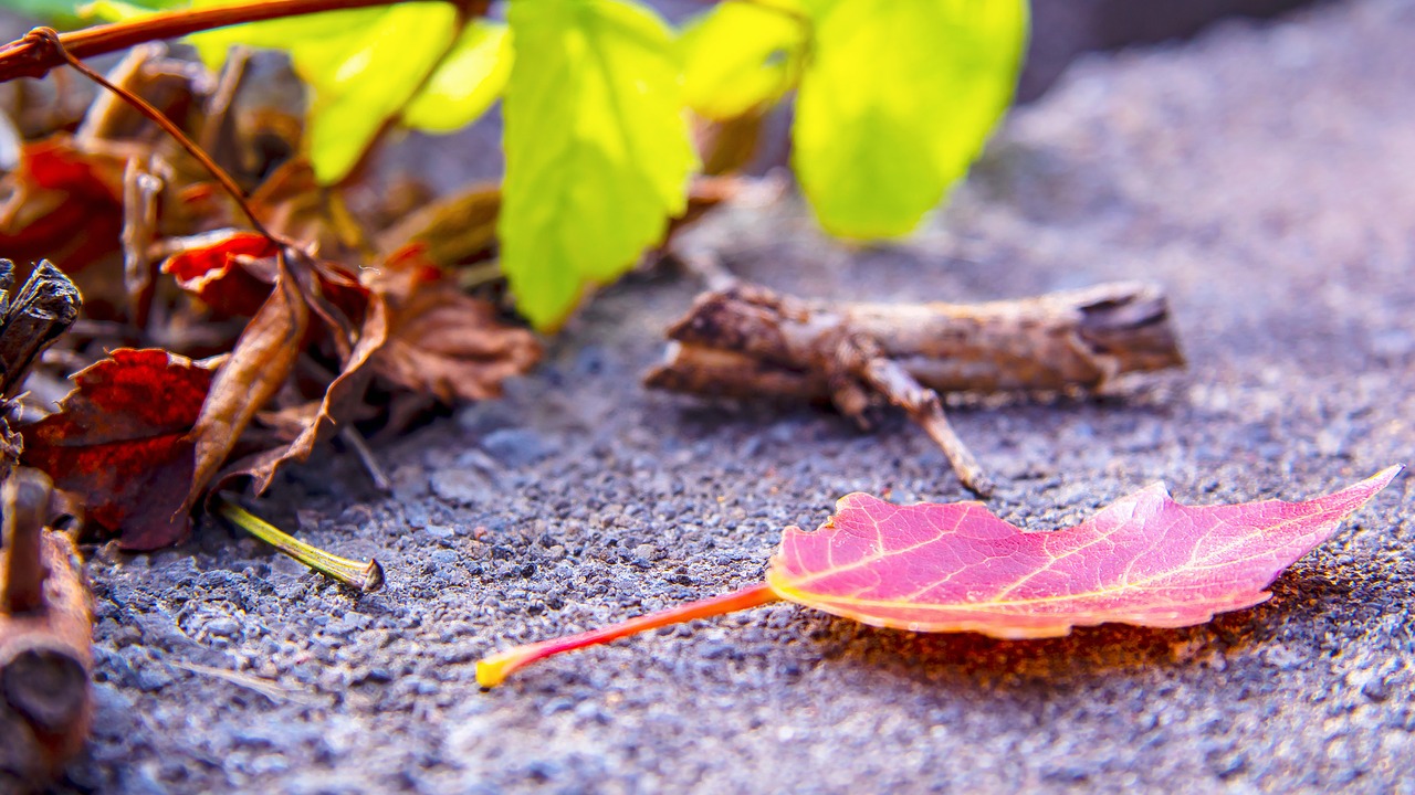 fall  autumn  leaves free photo