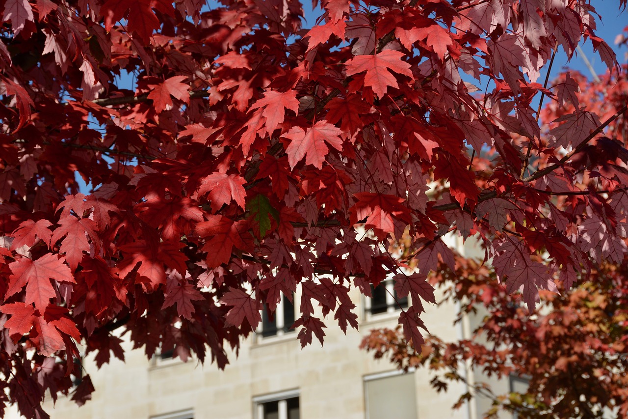 fall  red leaves  autumn free photo