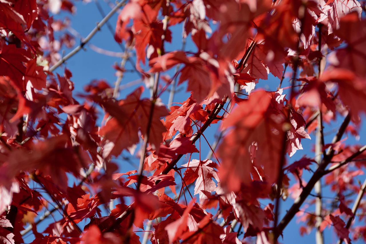 fall  red leaves  autumn free photo