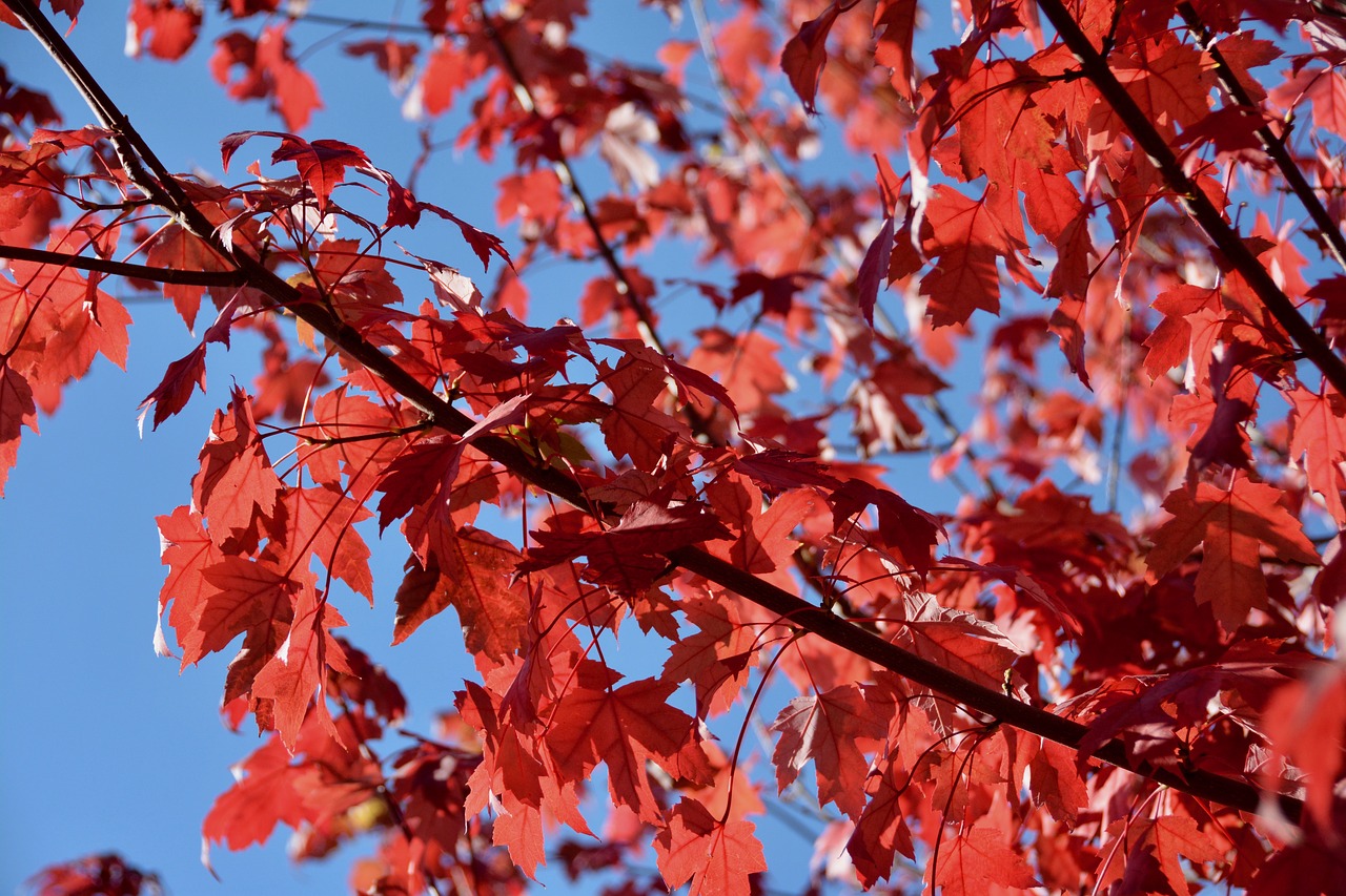 fall  red leaves  autumn free photo