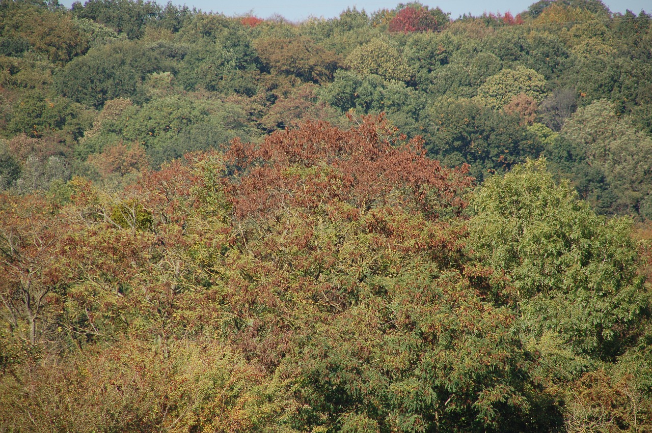 fall  trees  forest free photo