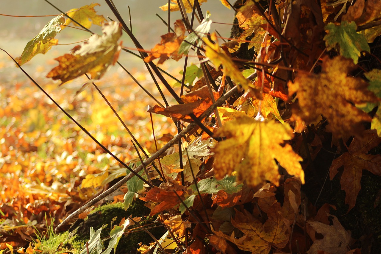 fall  maple leaf  tree free photo