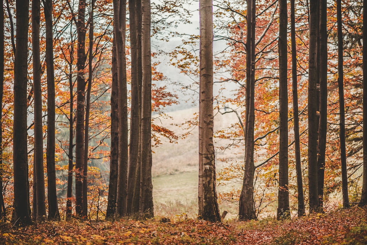 fall  autumn  leaves free photo