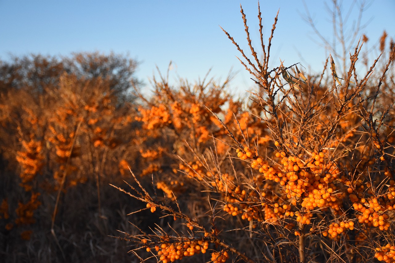 fall  berries  bush free photo