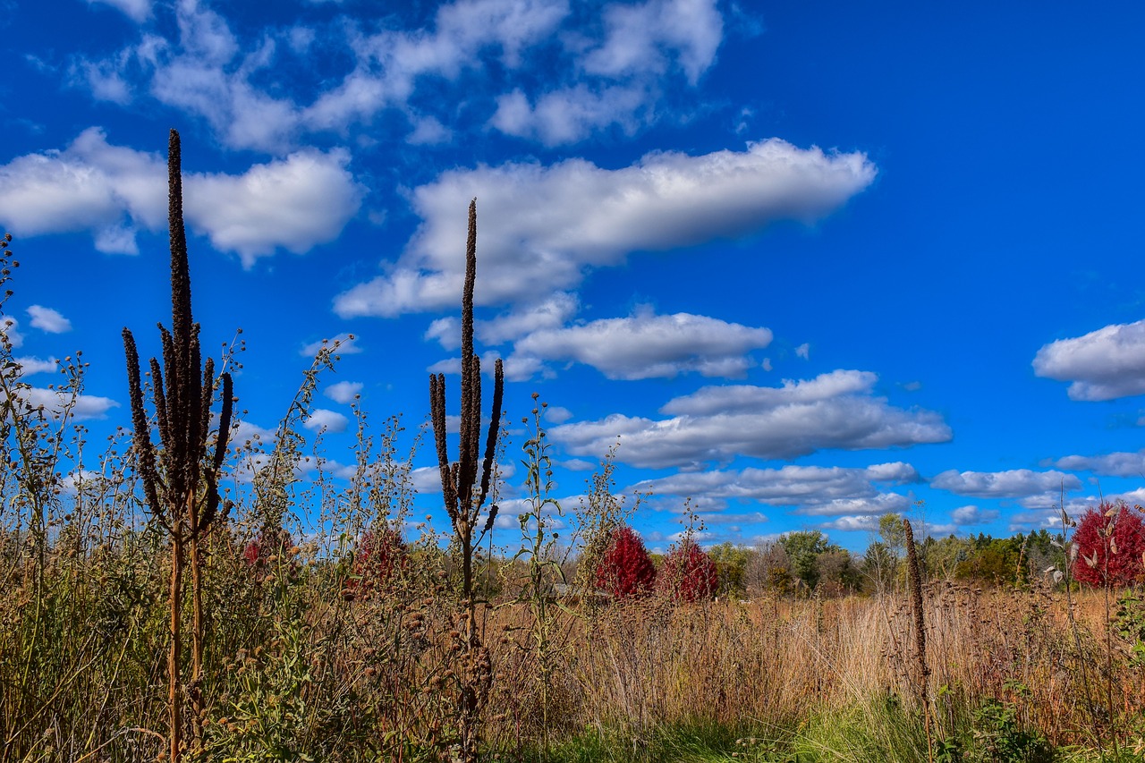 fall  prairie  nature free photo