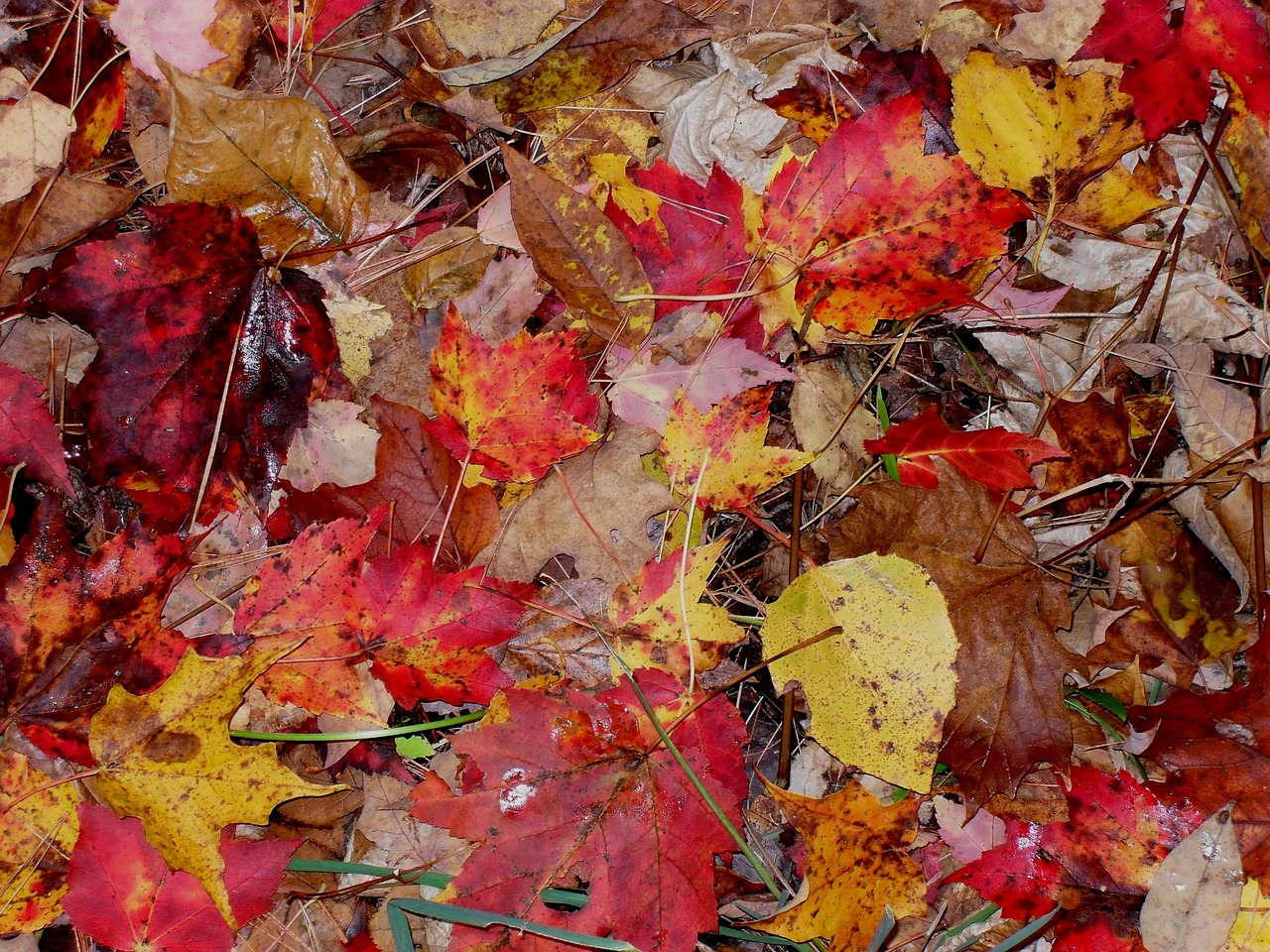 fall leaves moist free photo