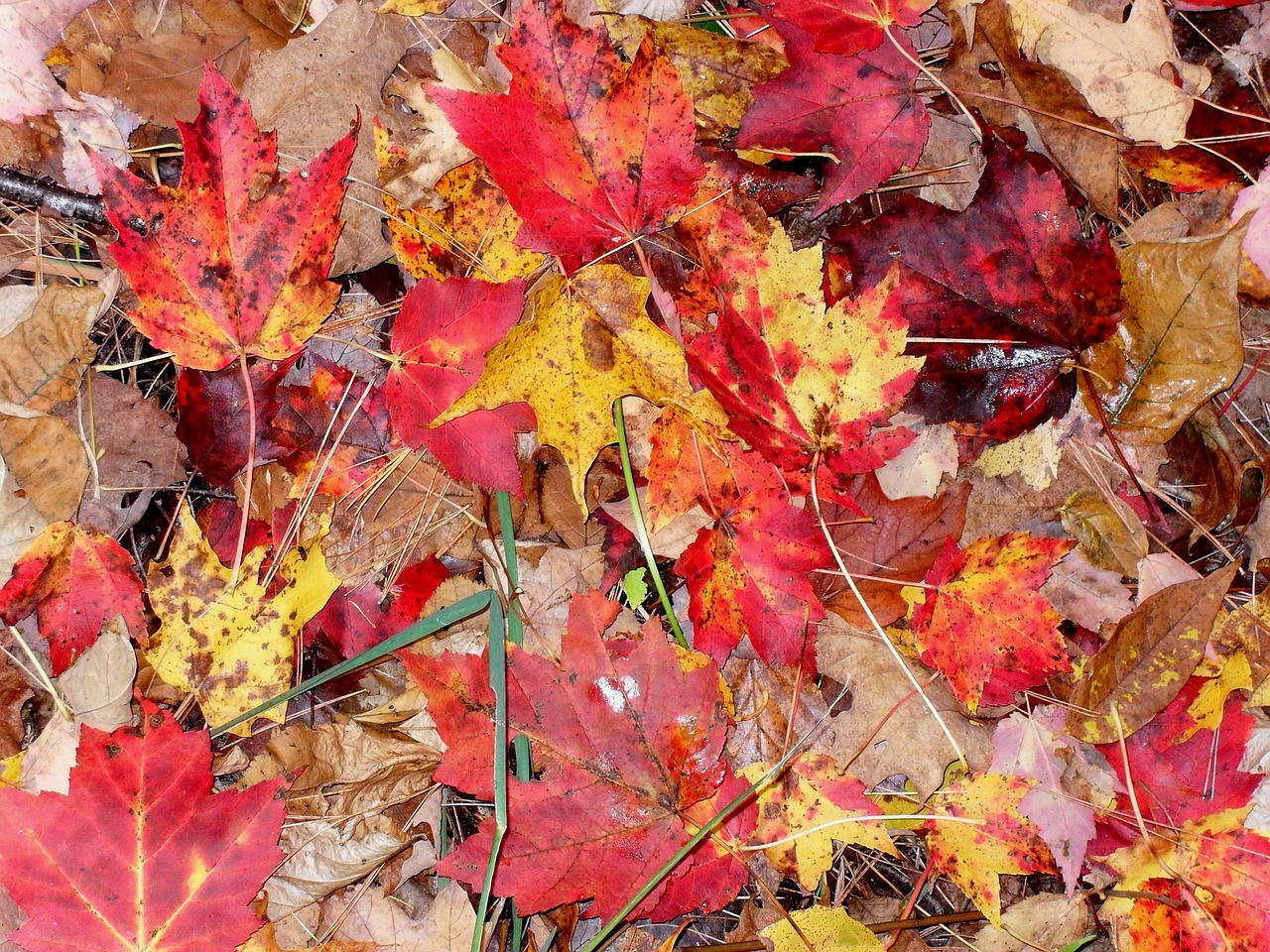 fall leaves moist free photo