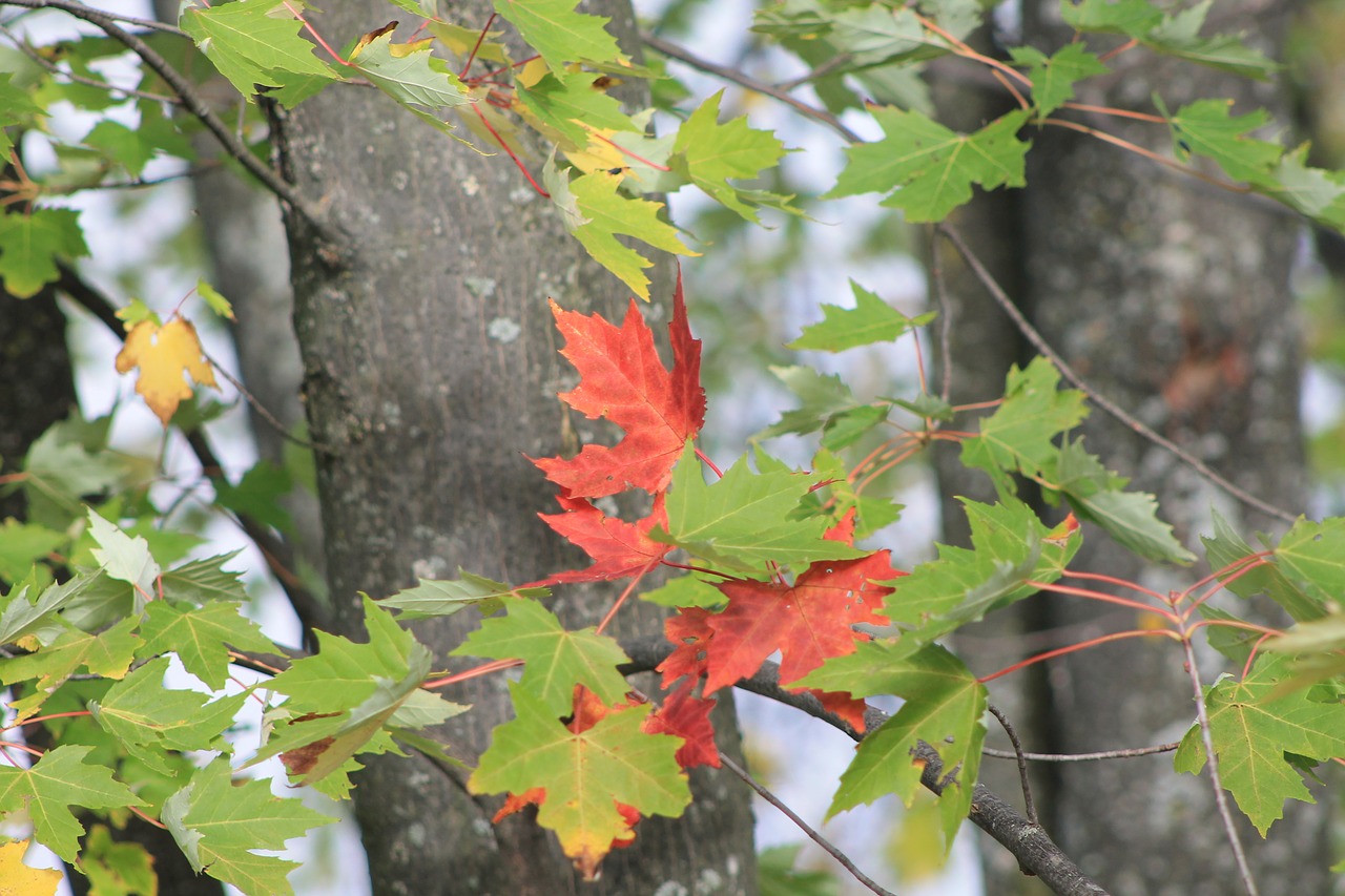 fall  leaf  maple free photo