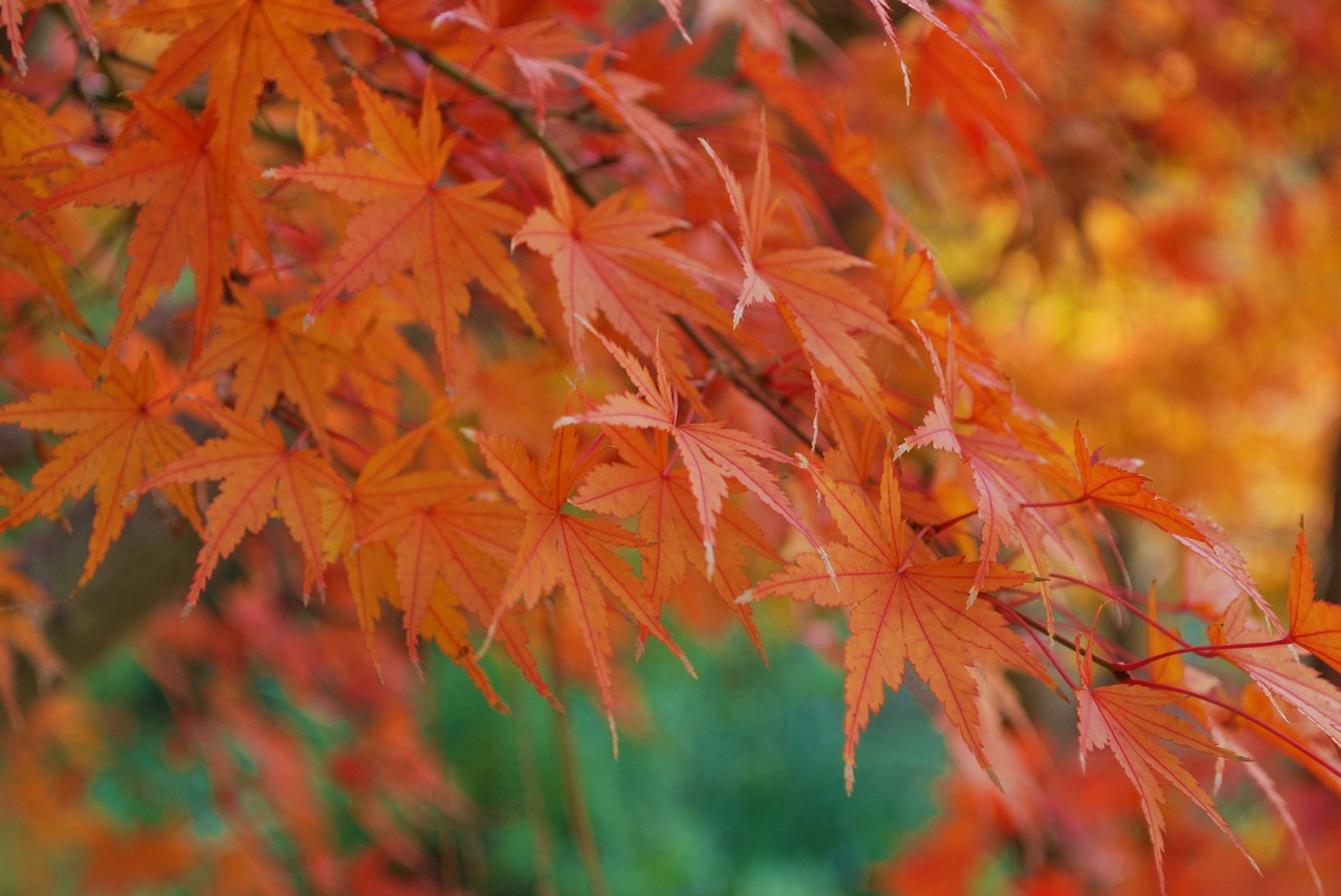 fall  japanese maple  leaves free photo