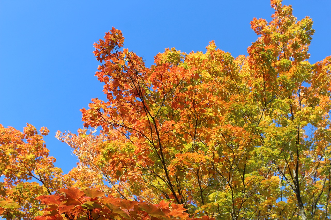 fall  colors  red free photo