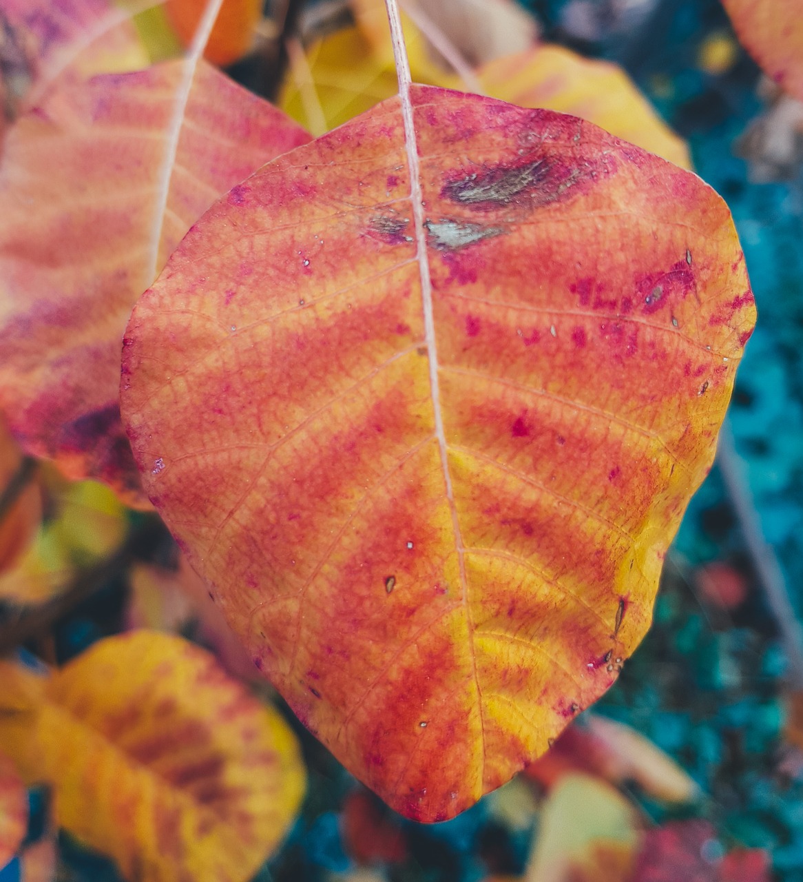 fall  leaf  color free photo