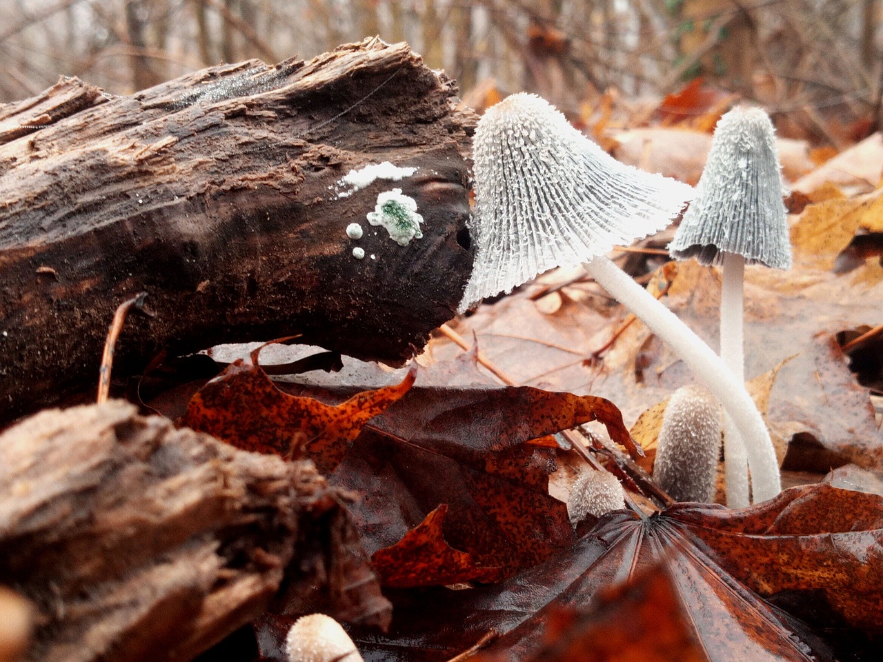 fall  mushrooms  nature free photo