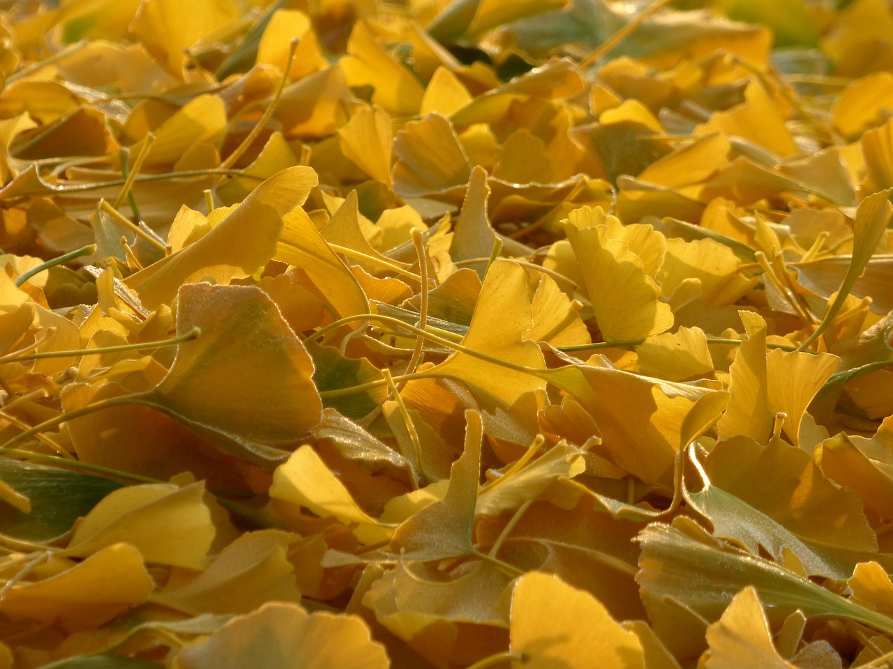 fall  leaves  ginkgo free photo