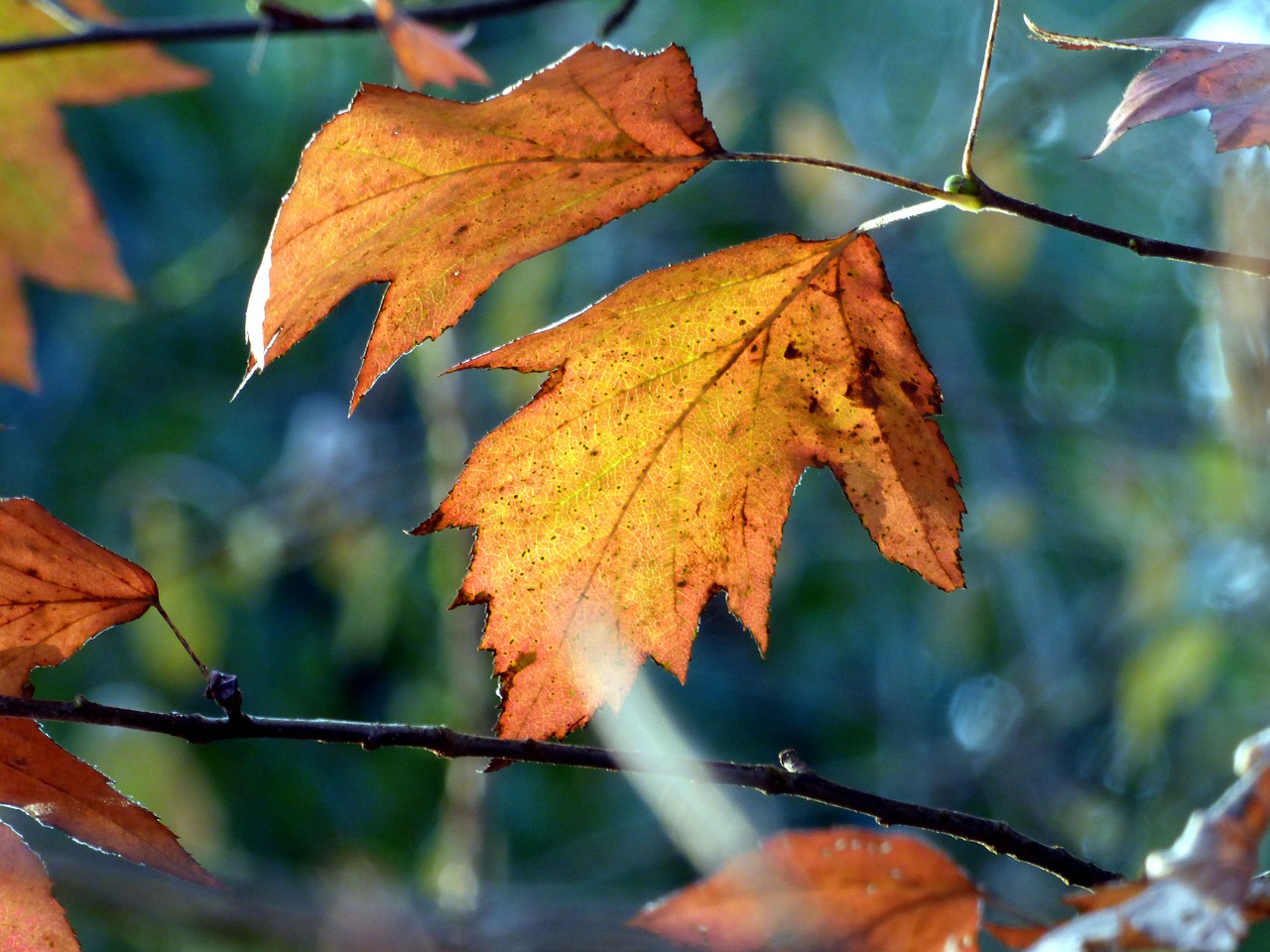 fall  forest  morning free photo