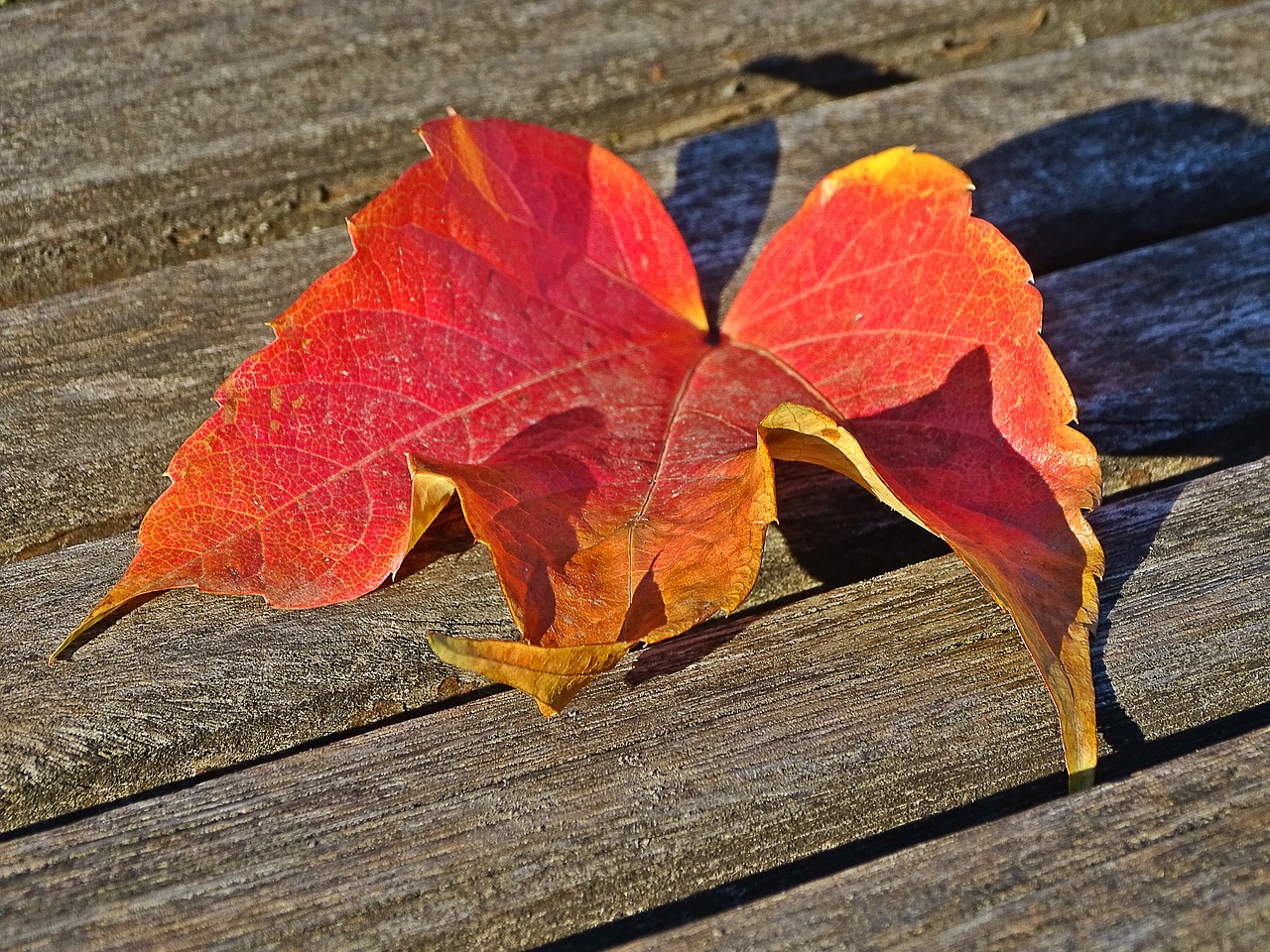 fall  leaf  wood free photo