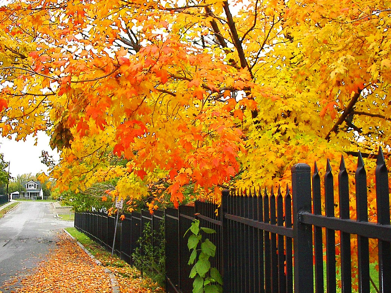 fall trees autumn free photo