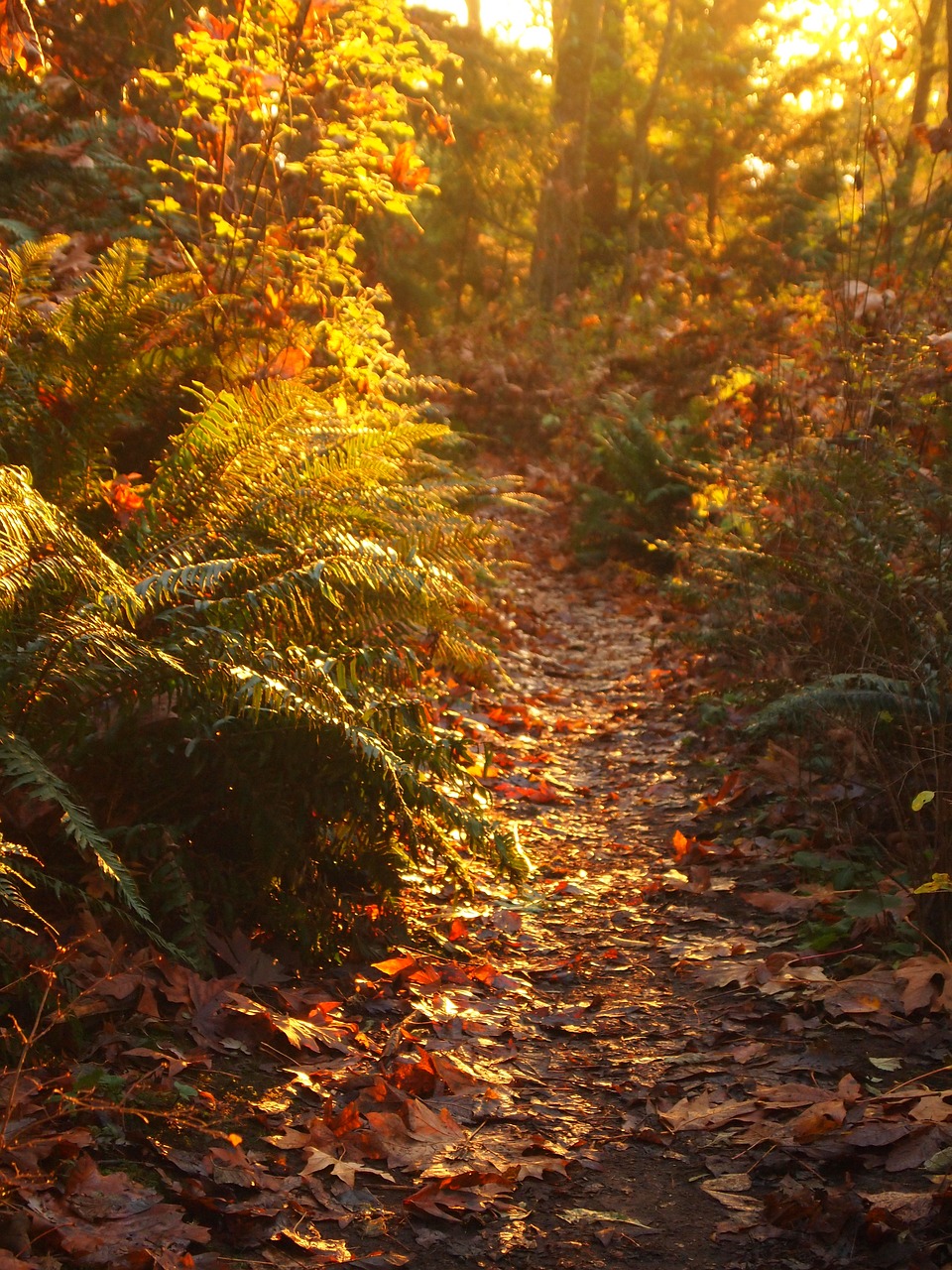 fall  autumn  leaves free photo