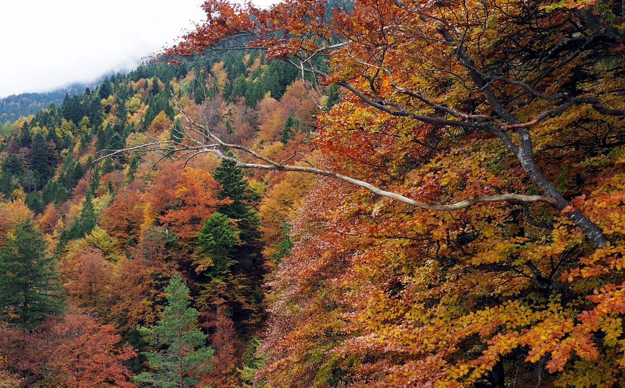 fall  orange  green free photo