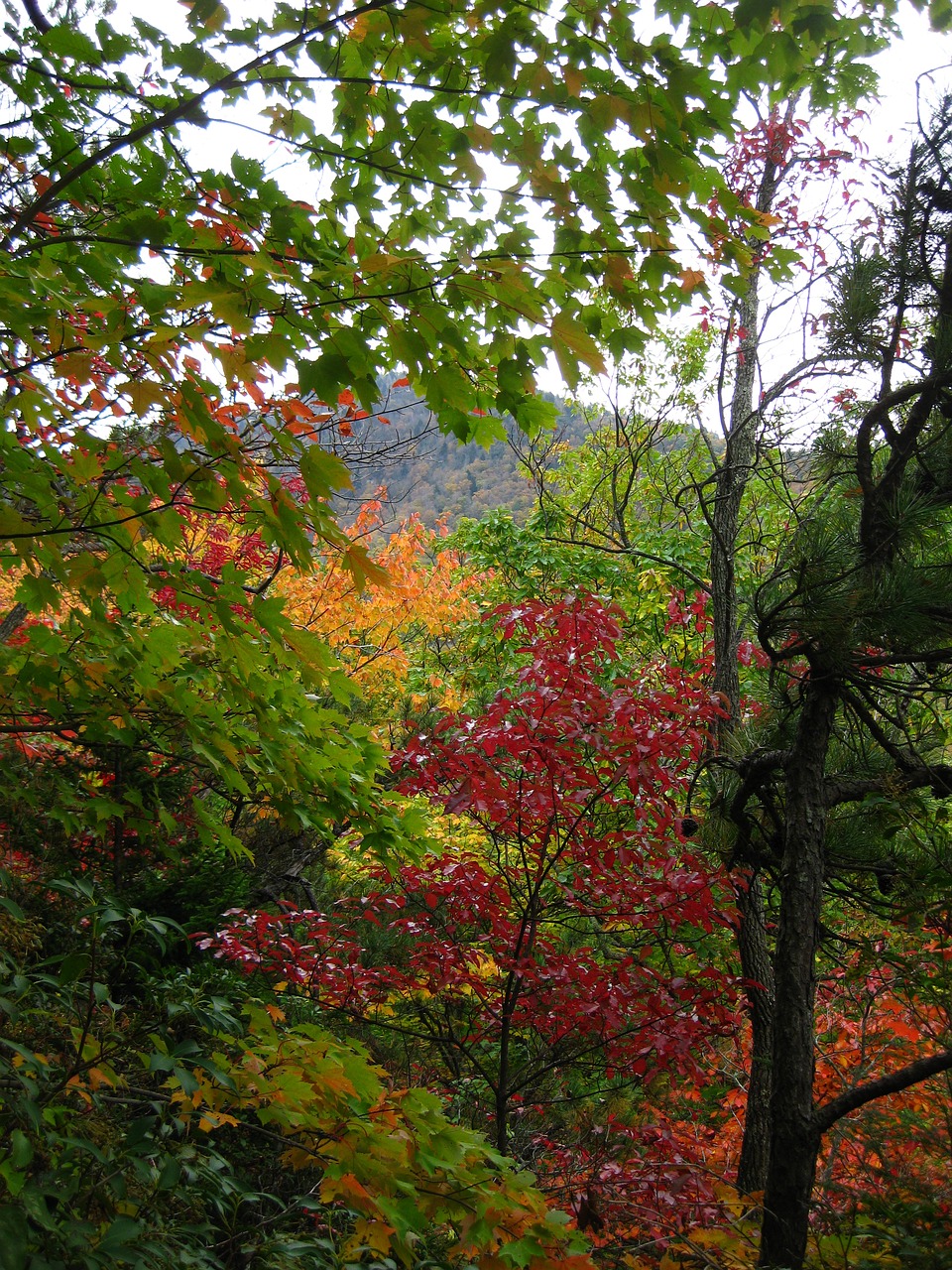 fall  leaves  color free photo