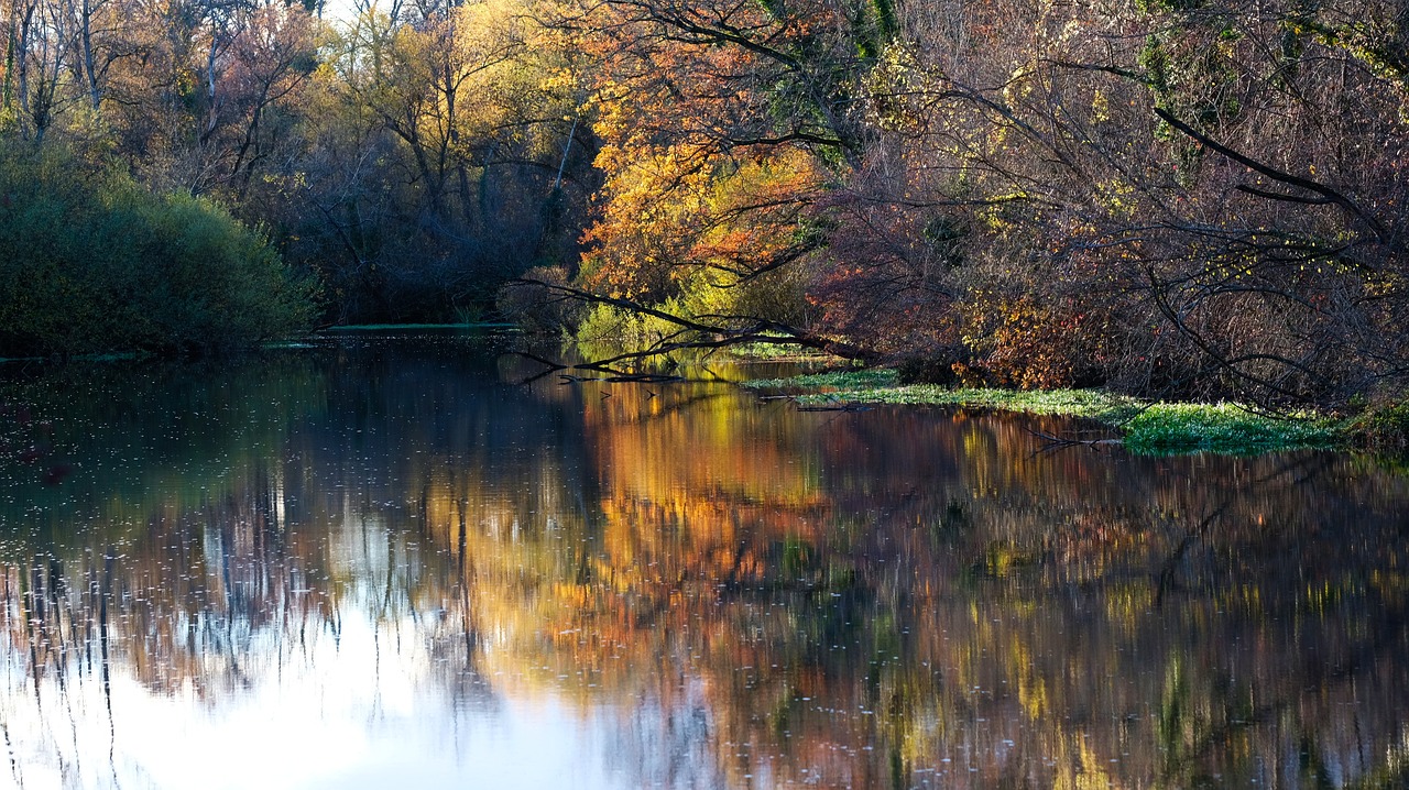 fall  forest  water free photo