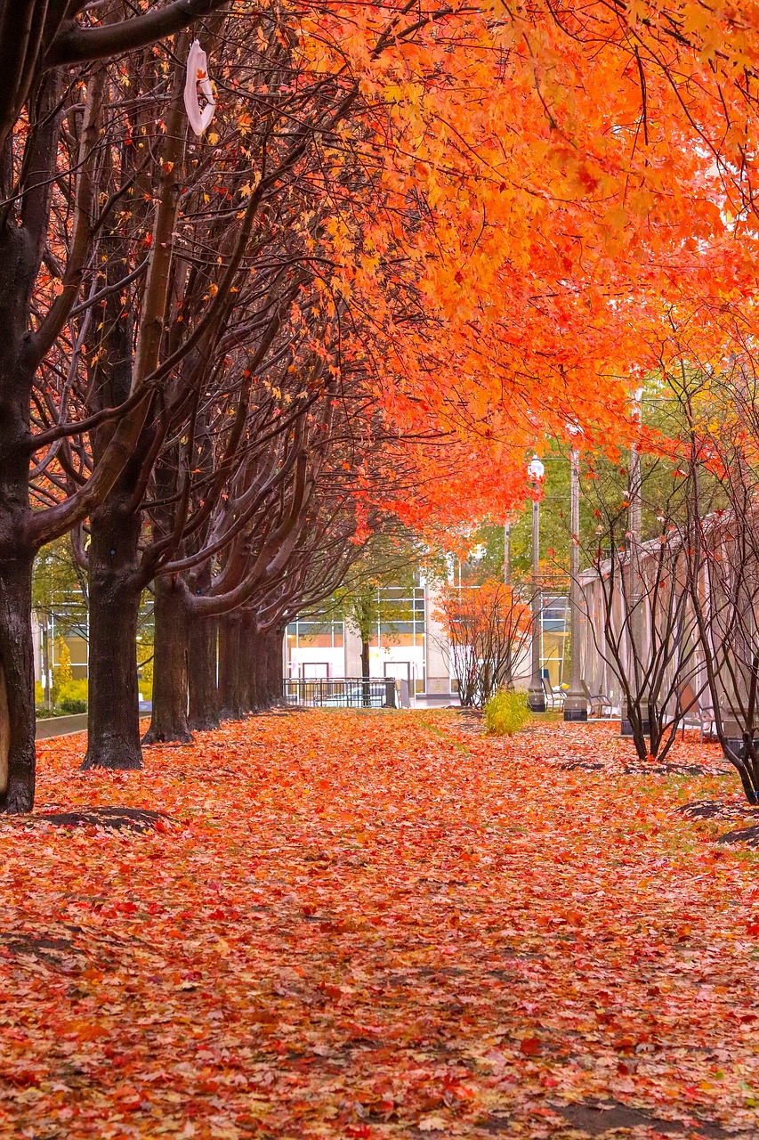 fall  color  orange free photo