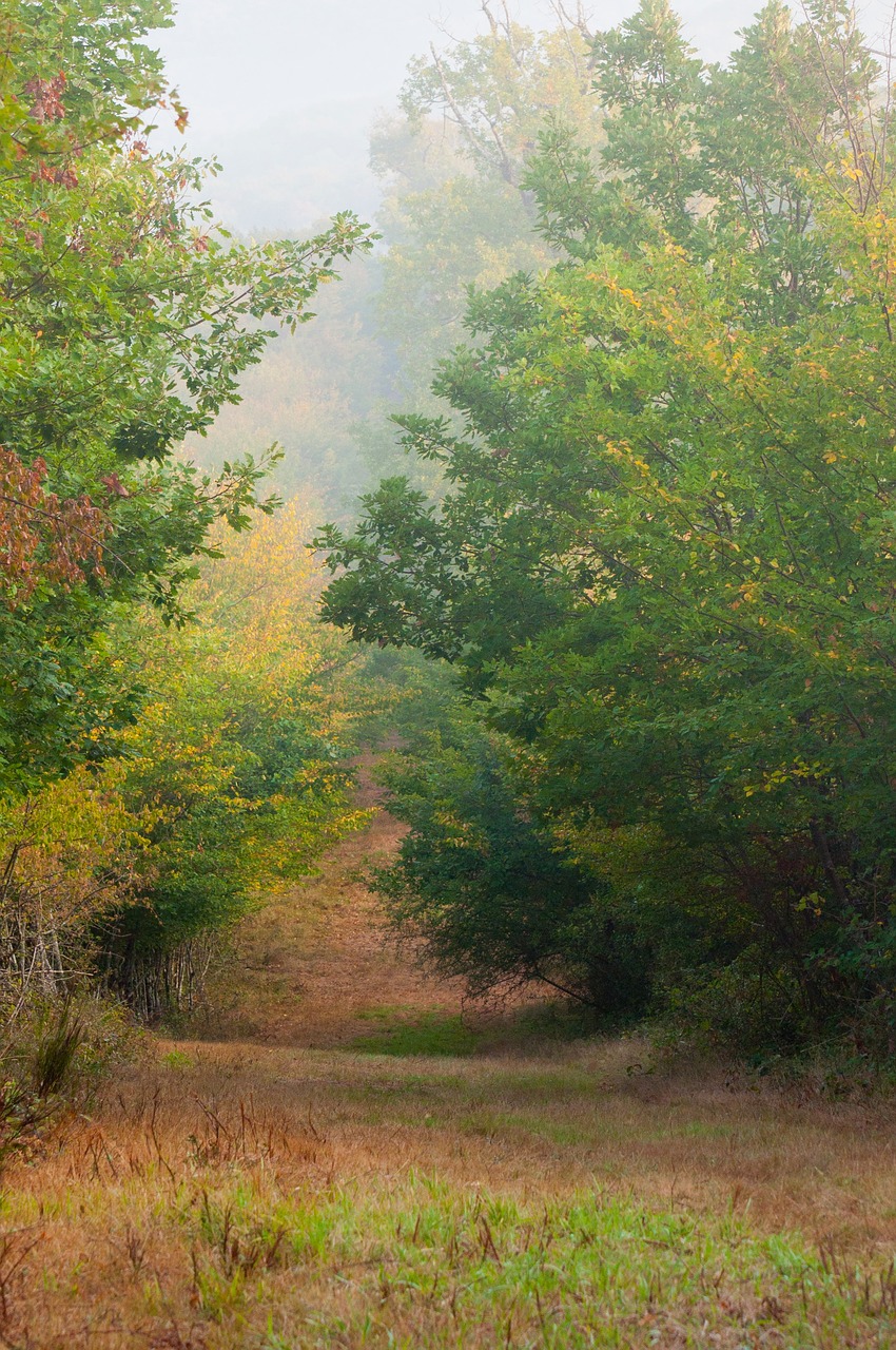 fall  landscape  nature free photo