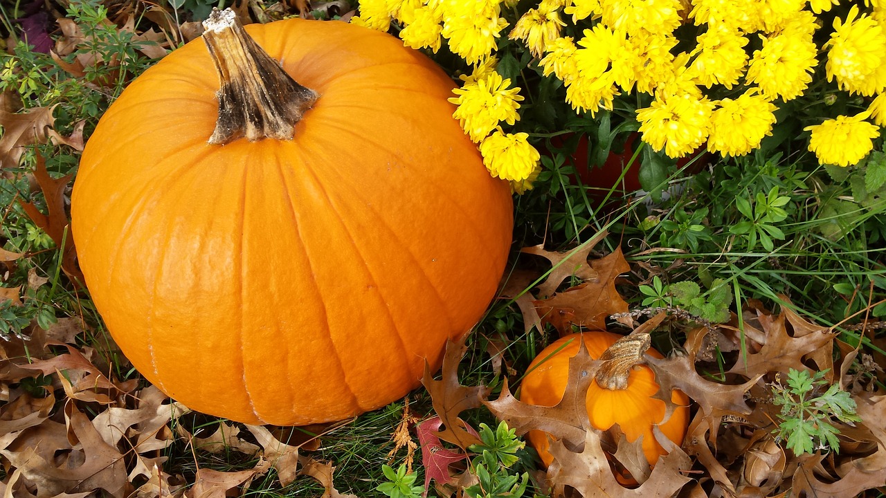 fall  autumn  pumpkin free photo