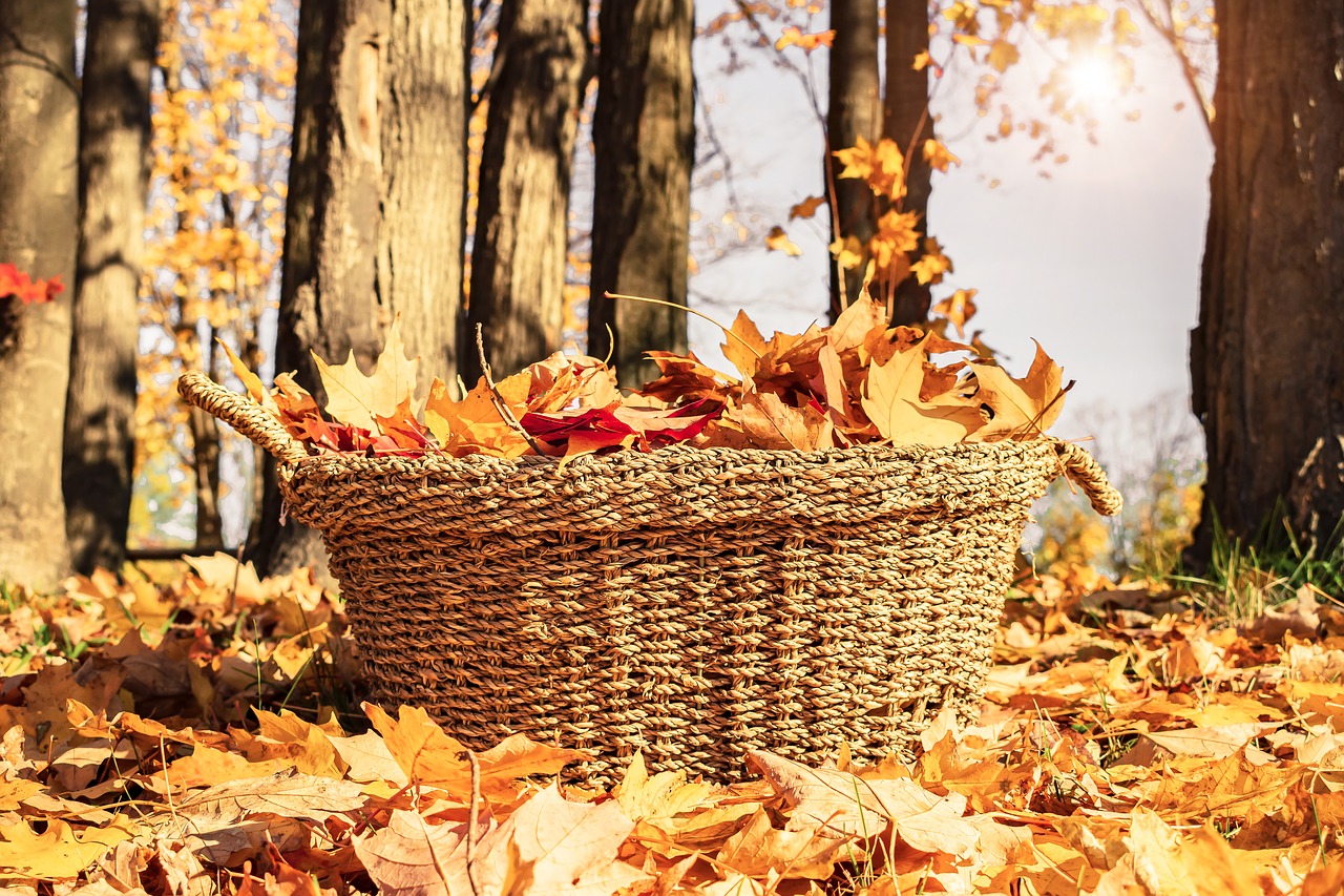 fall  basket  autumn free photo