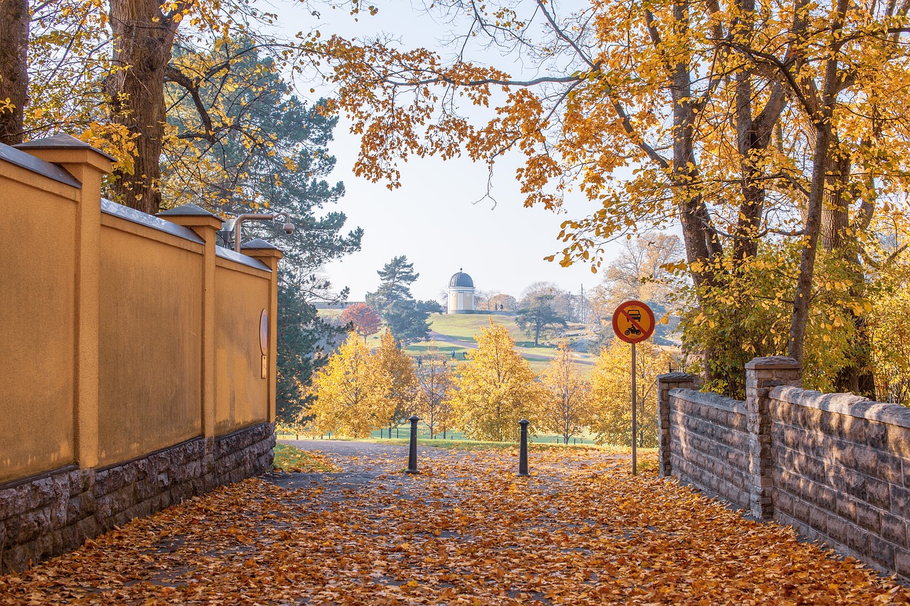 fall  autumn  leaves free photo