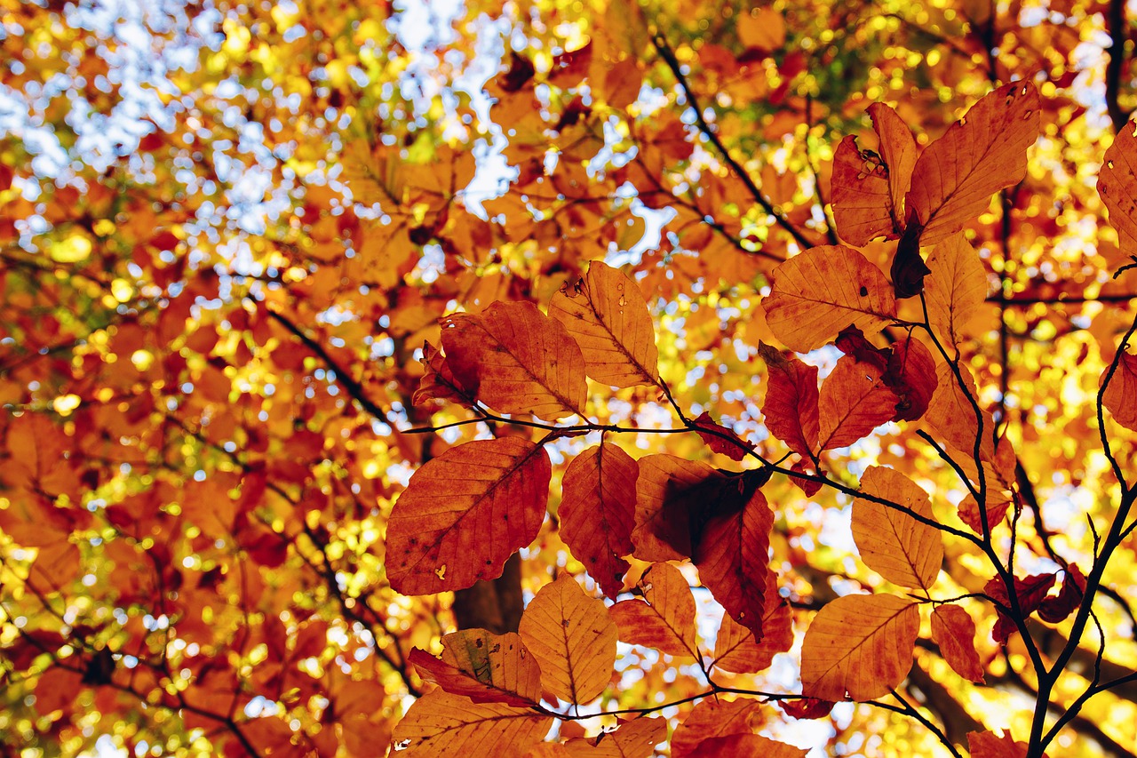 fall  leafs  leaf free photo