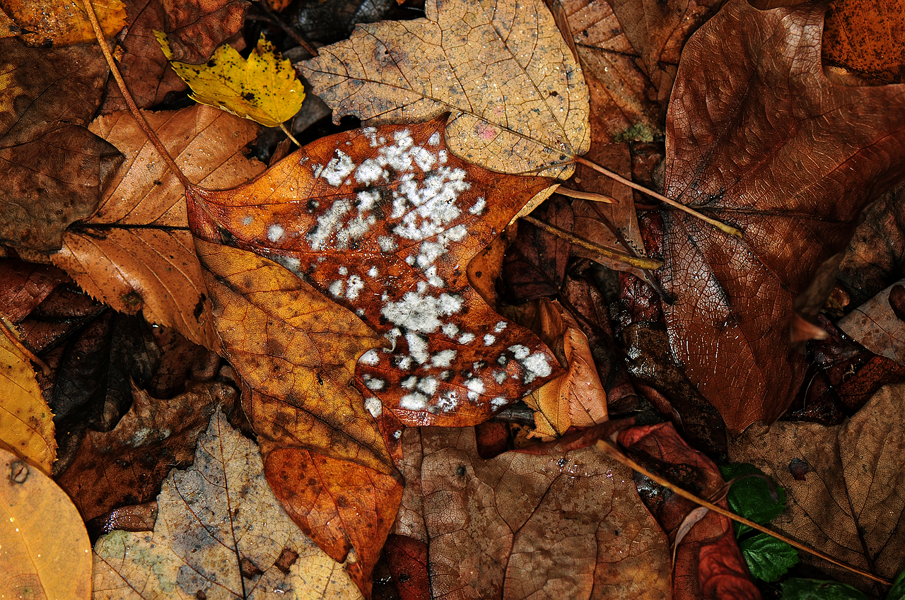 fall leave fungi free photo