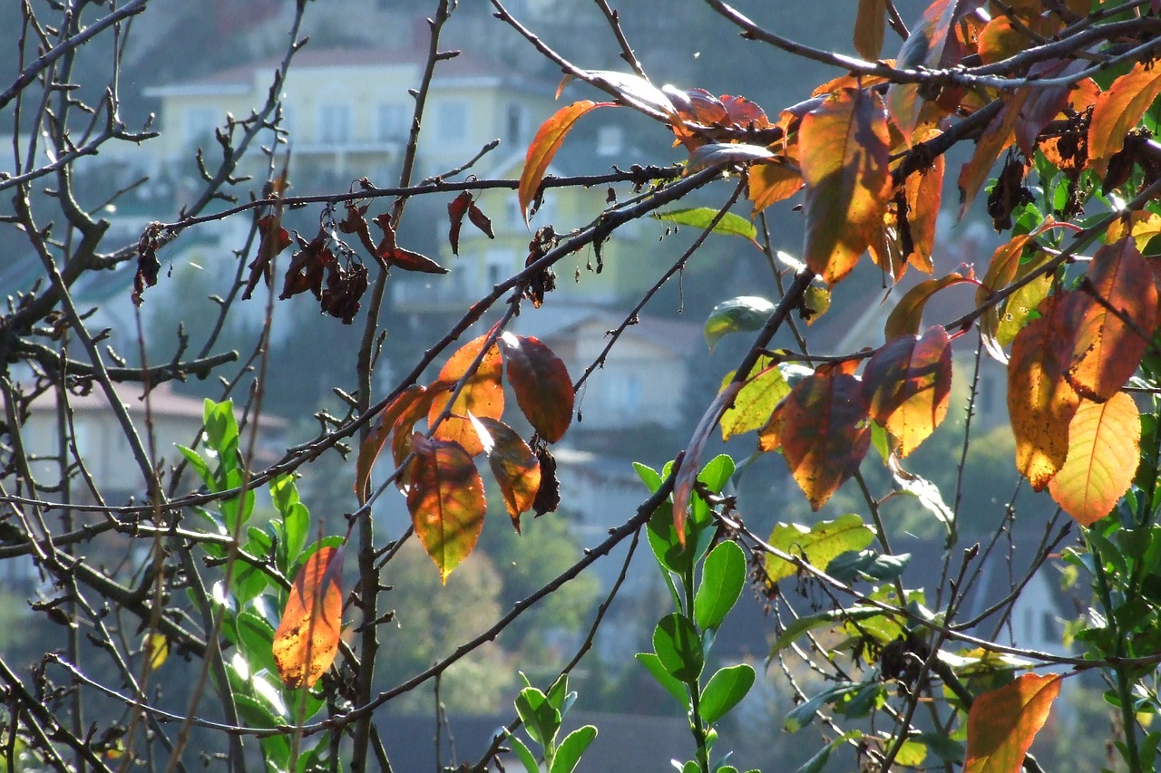 fall foliage leaves free photo