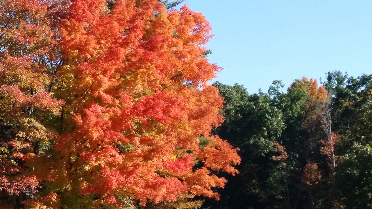 fall tree orange free photo