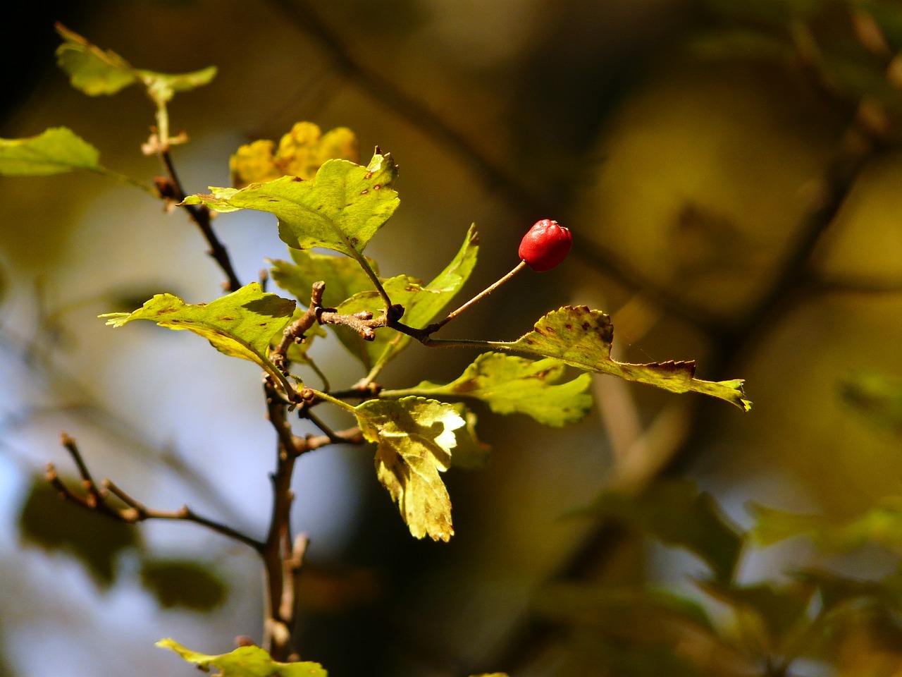 fall autumn branch free photo