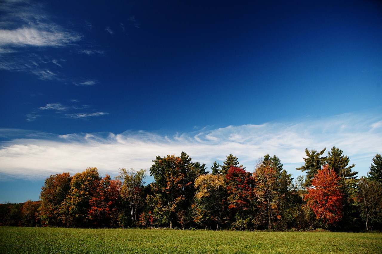 fall colours foliage free photo