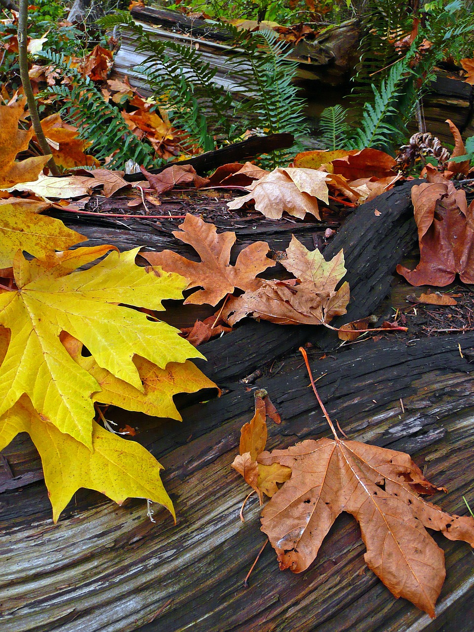 fall autumn forest free photo