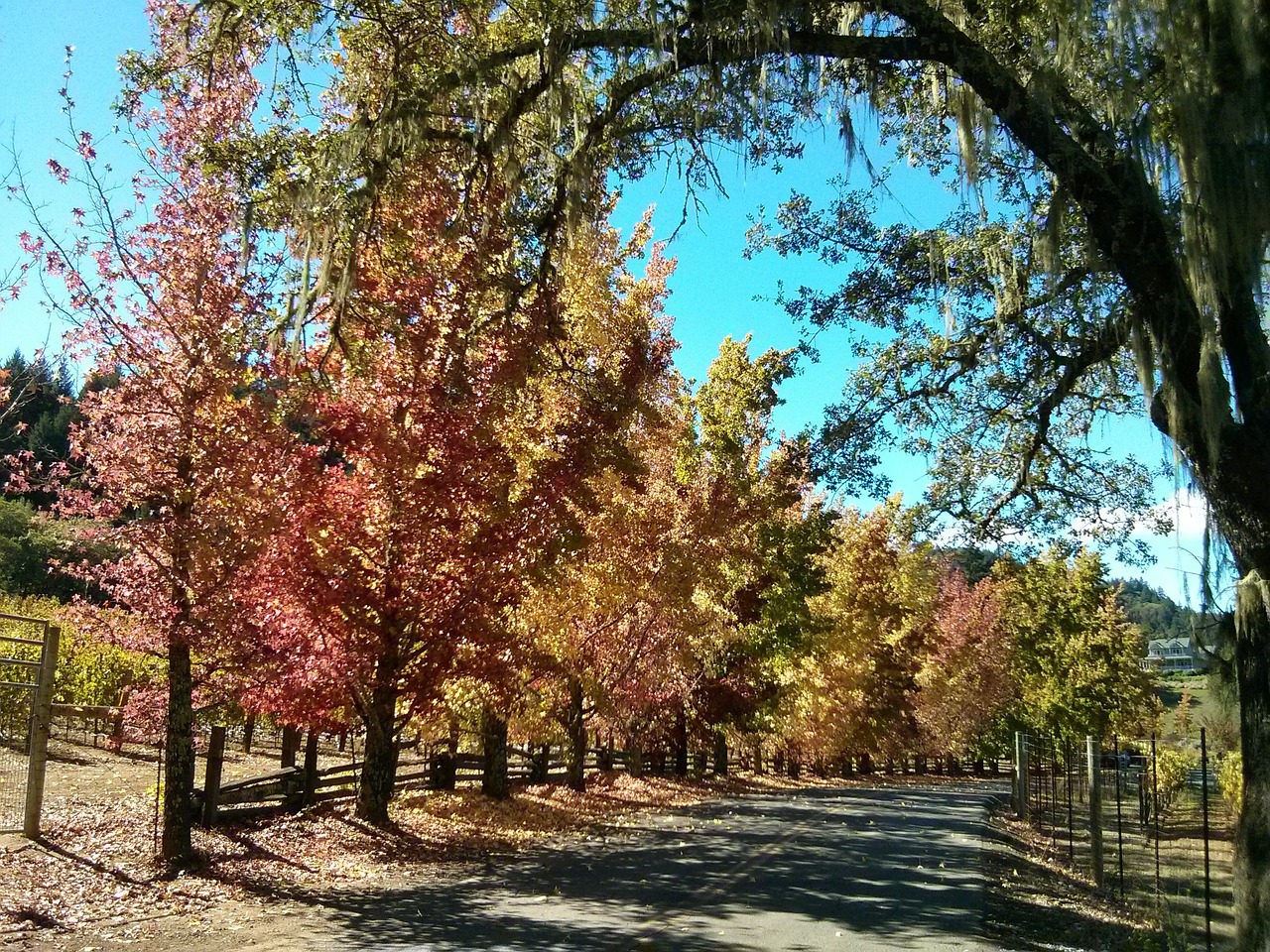 fall road tree free photo