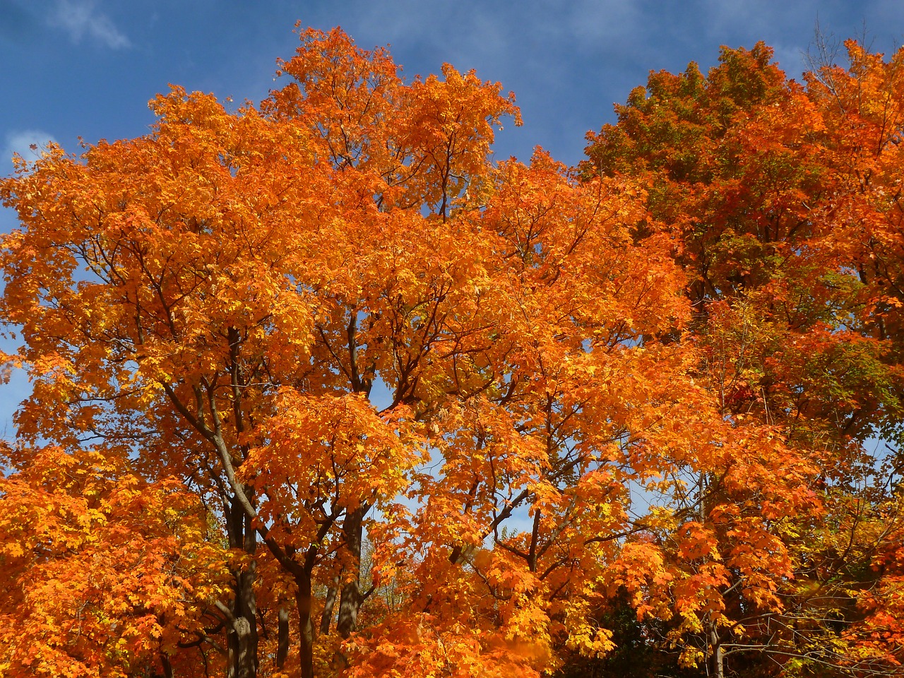 fall leaves autumn free photo