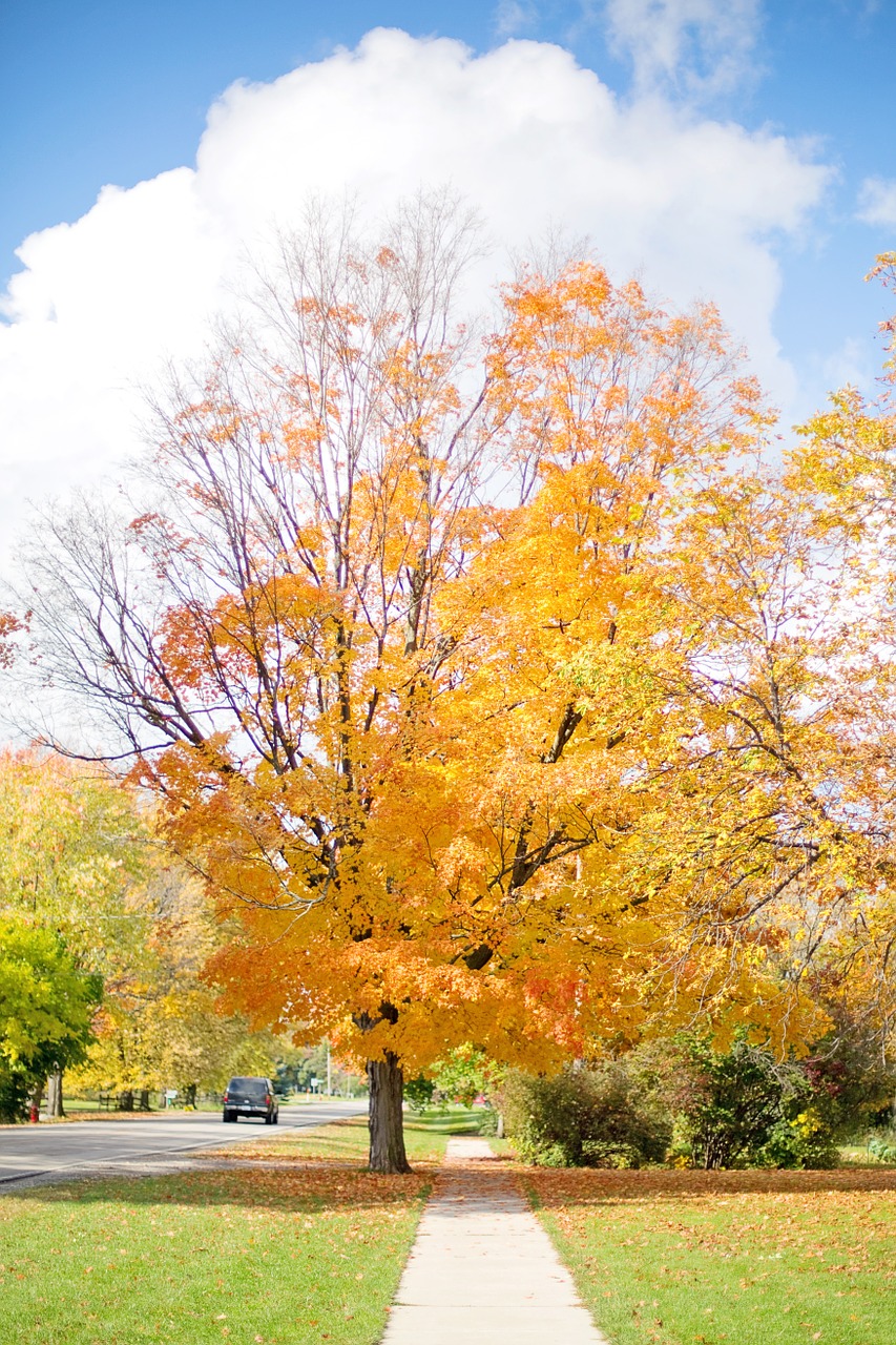 fall autumn tree free photo