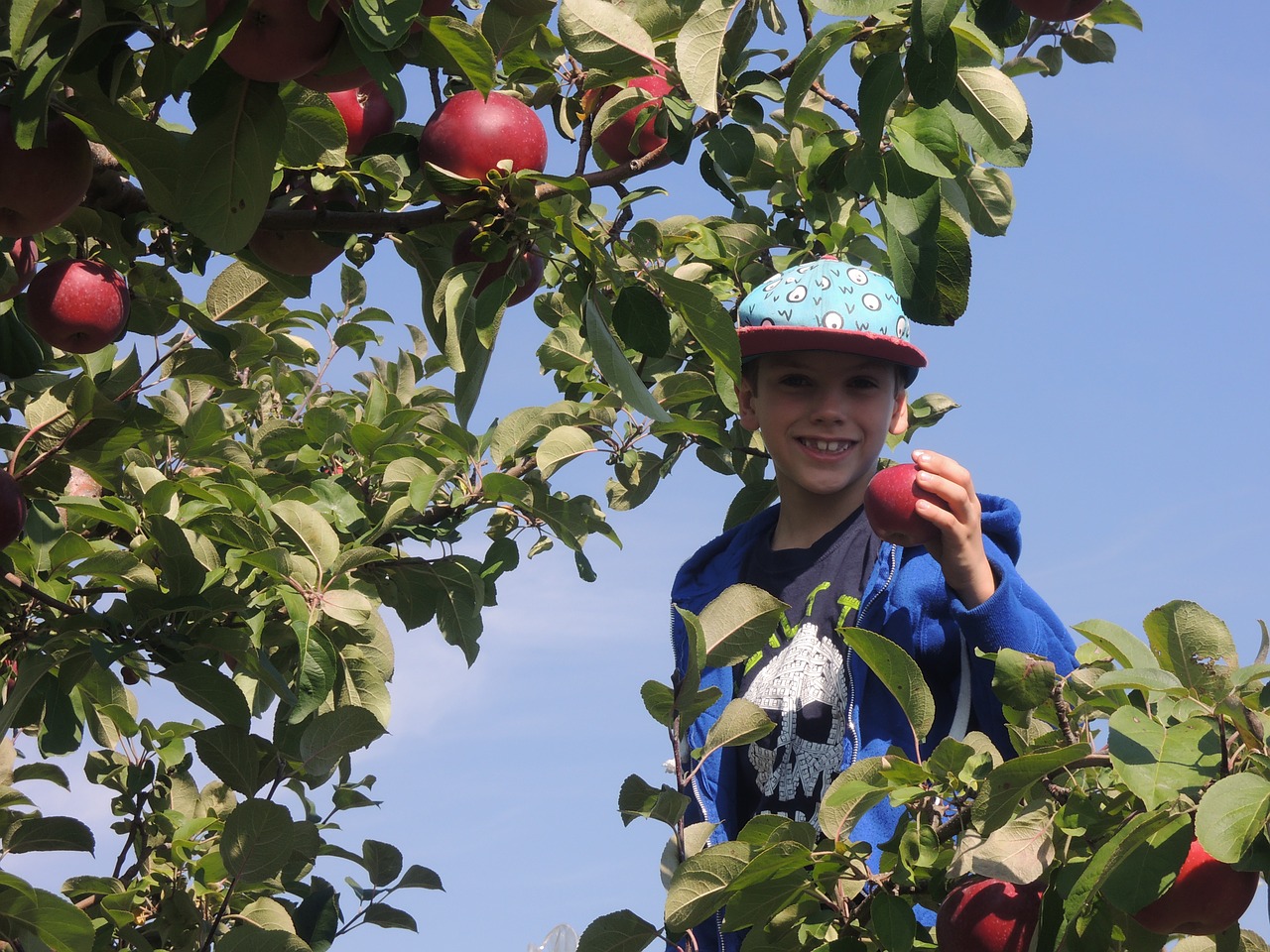 fall apple boy free photo