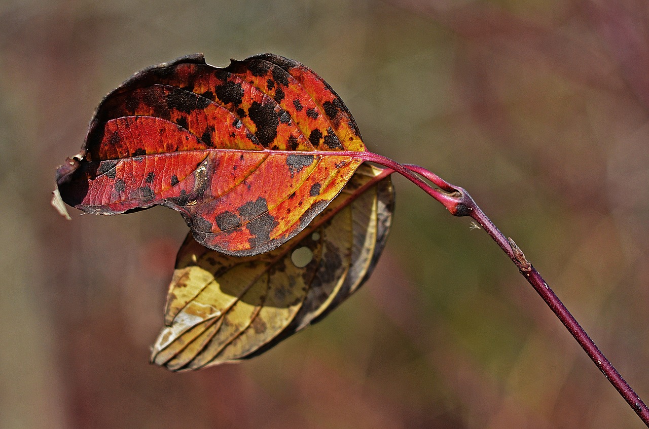 fall leaves autumn free photo