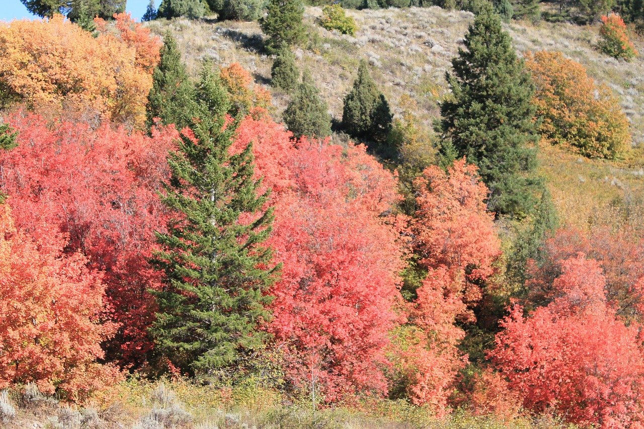 fall montana usa free photo