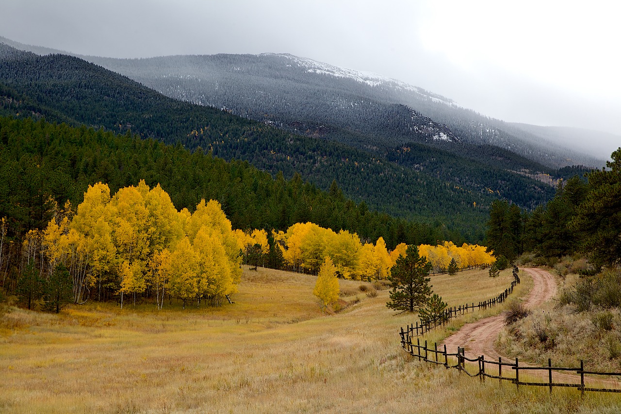 fall yellow leaves free photo