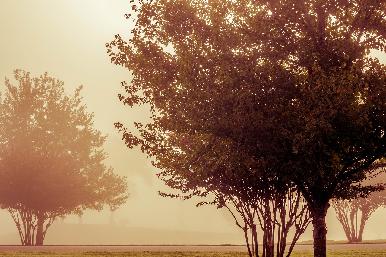 fall tree sunset free photo