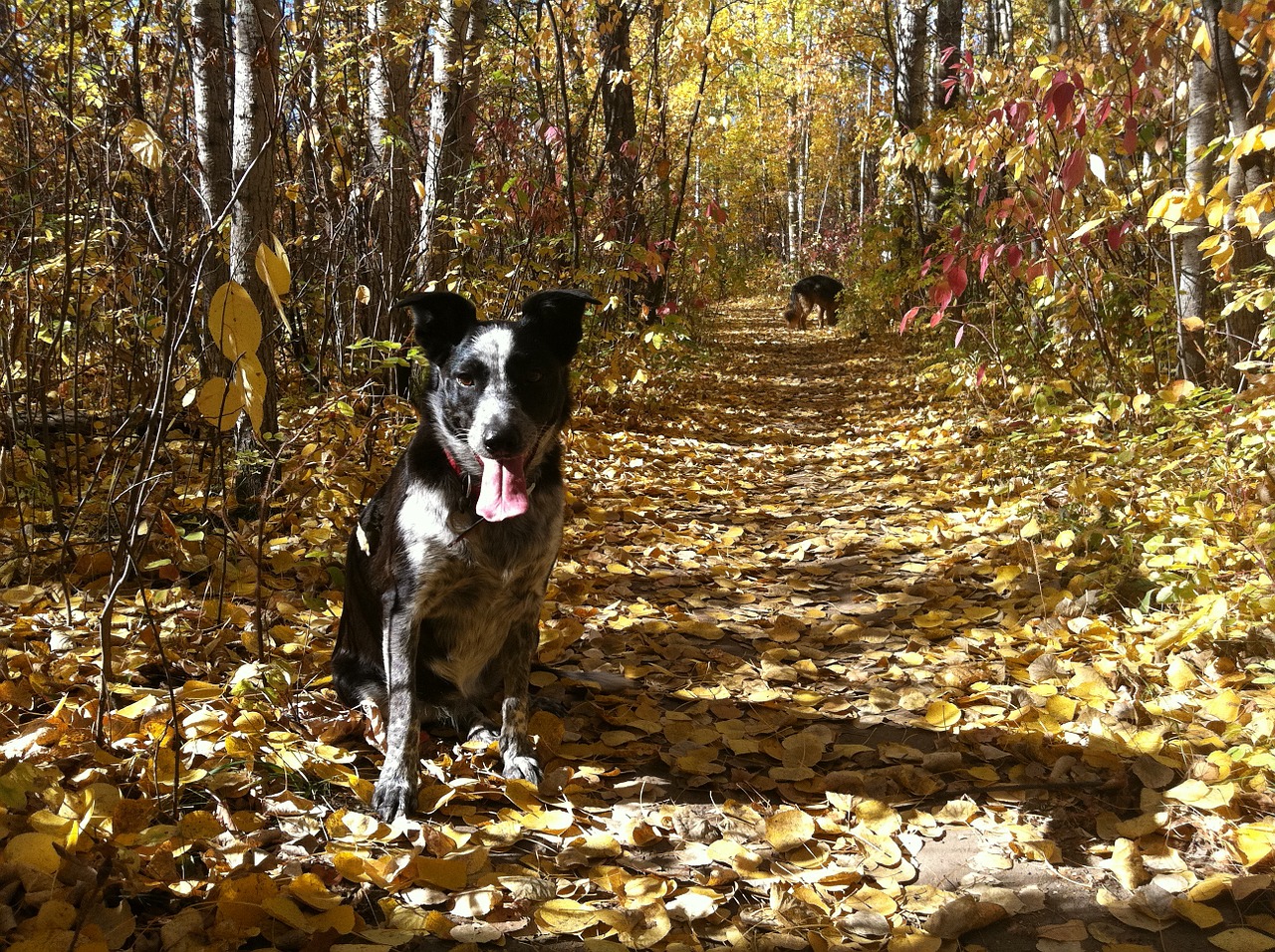 fall autumn dog free photo