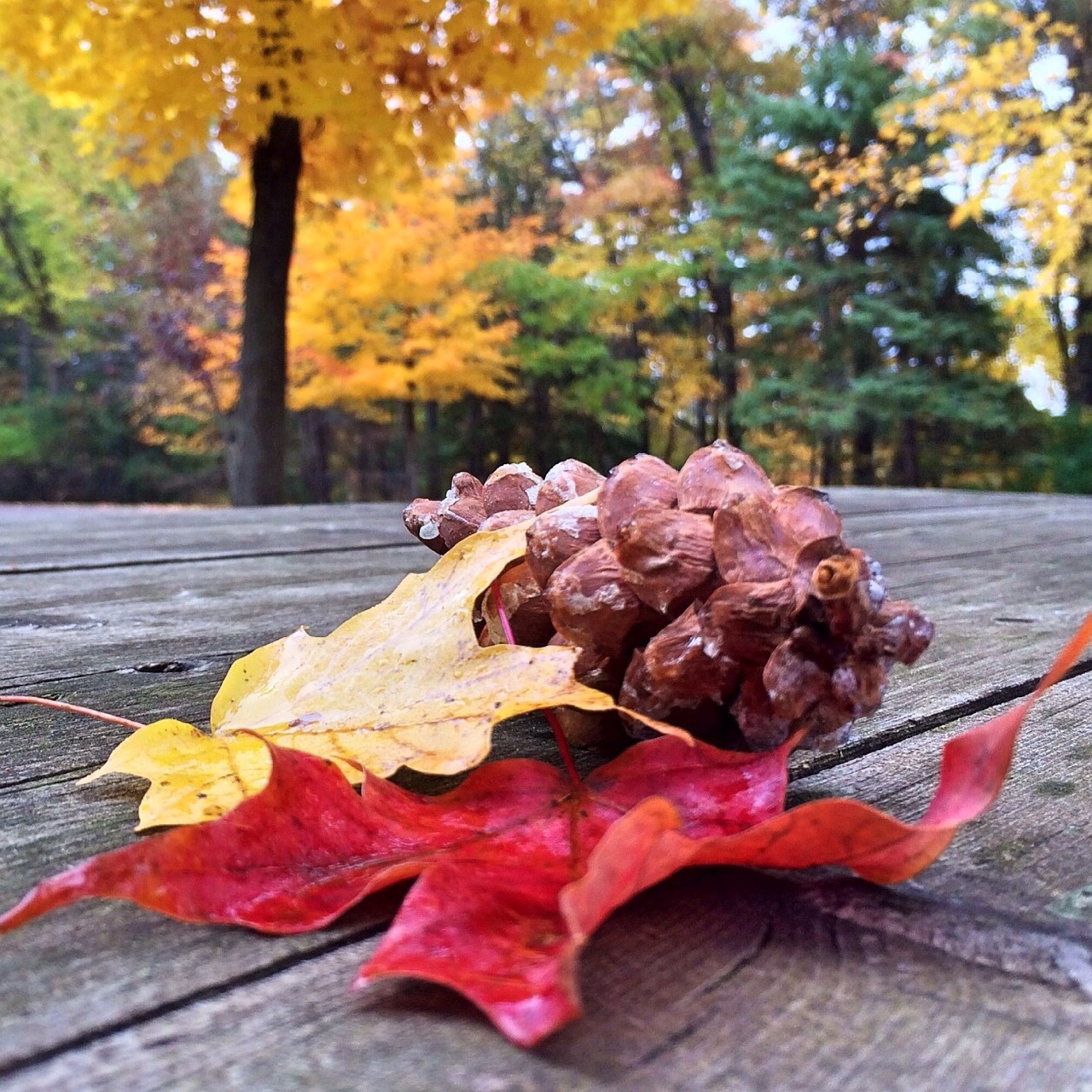 fall autumn leaves free photo