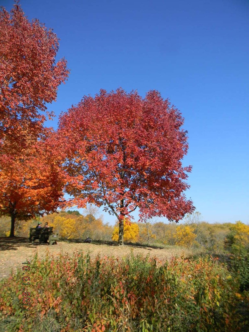 fall foliage usa autumn leaves free photo