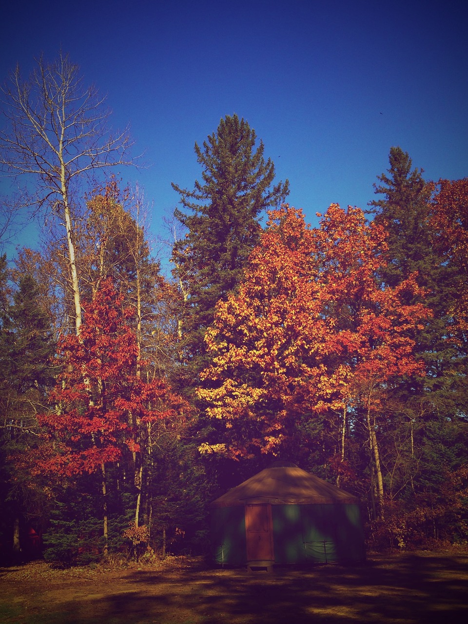 fall tree autumn free photo