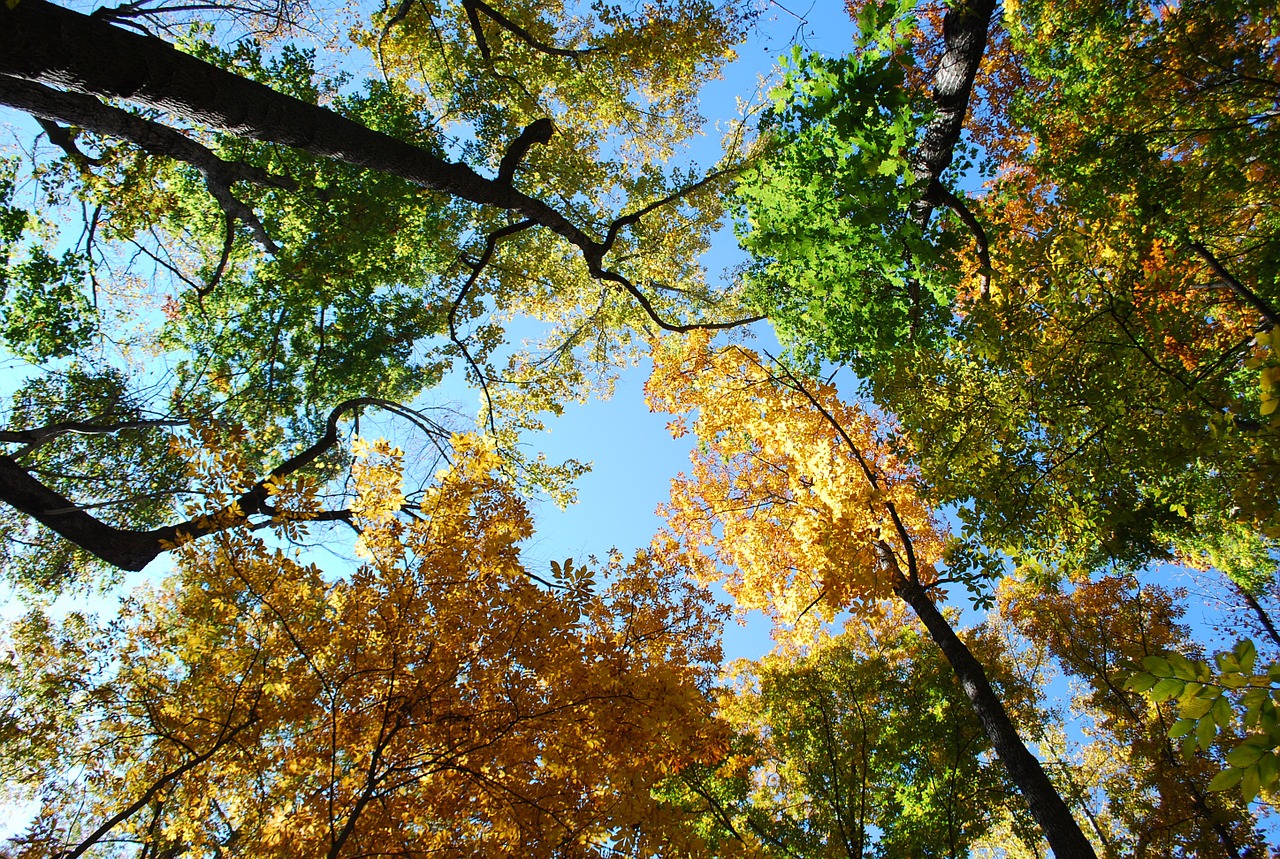 fall forest autumn free photo