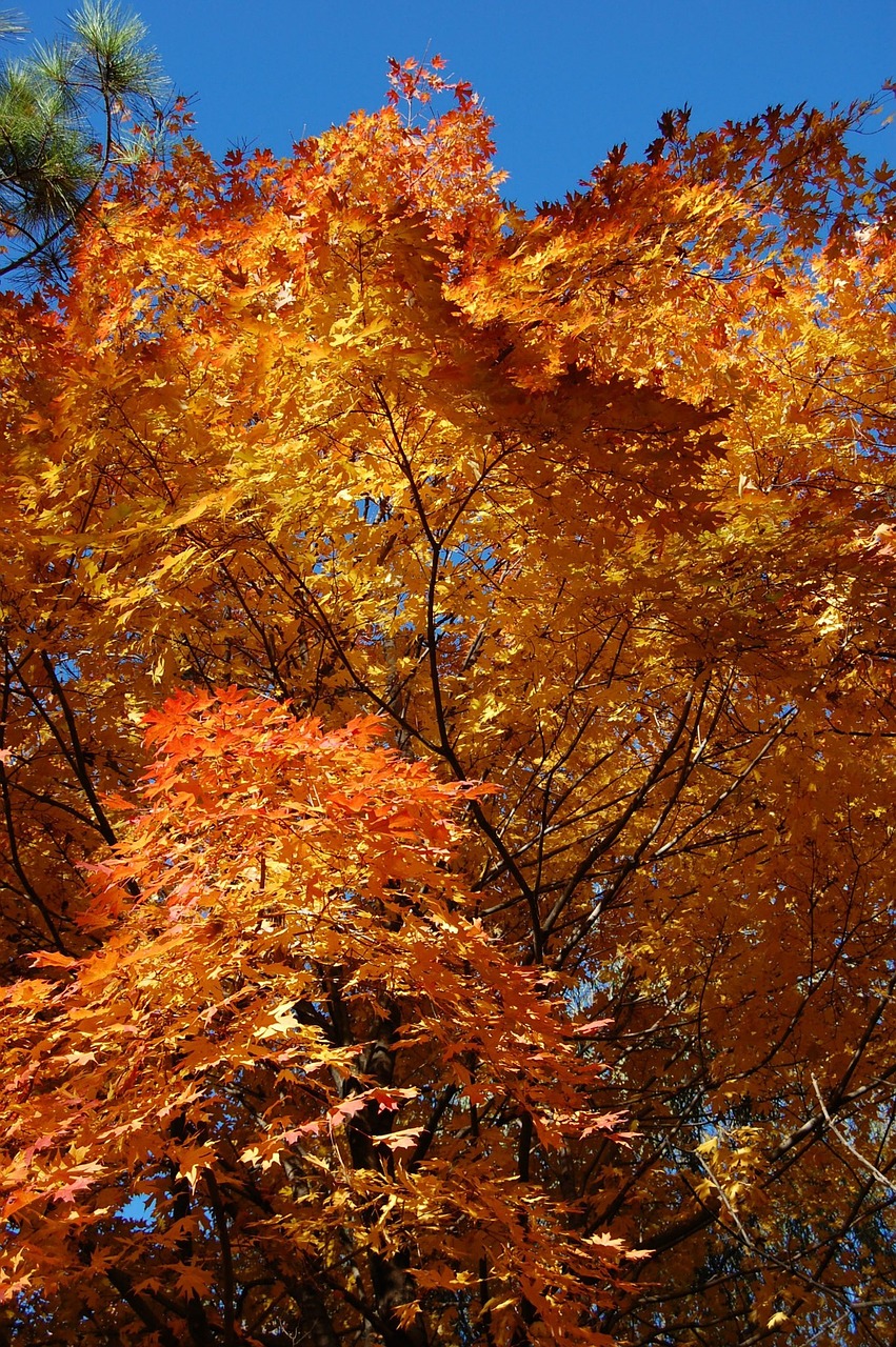 fall foilage color free photo